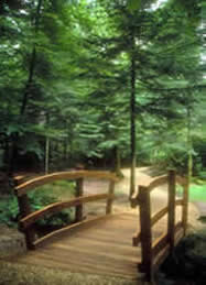 Bridge in forest